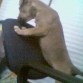 mi cachorra con una posee bien chida